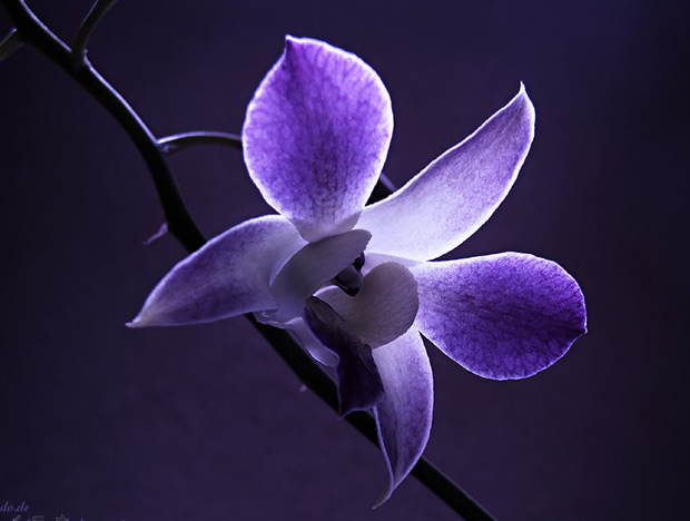3张紫色花朵 炫光效果PPT背景图片